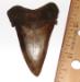 Angustidens tooth